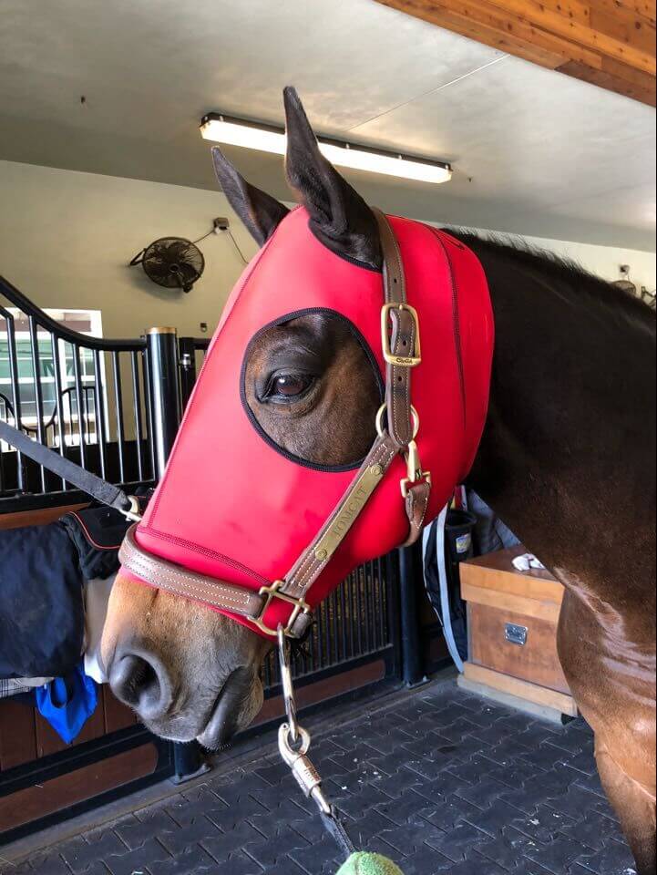 EQUINE COMPRESSION HOOD RED